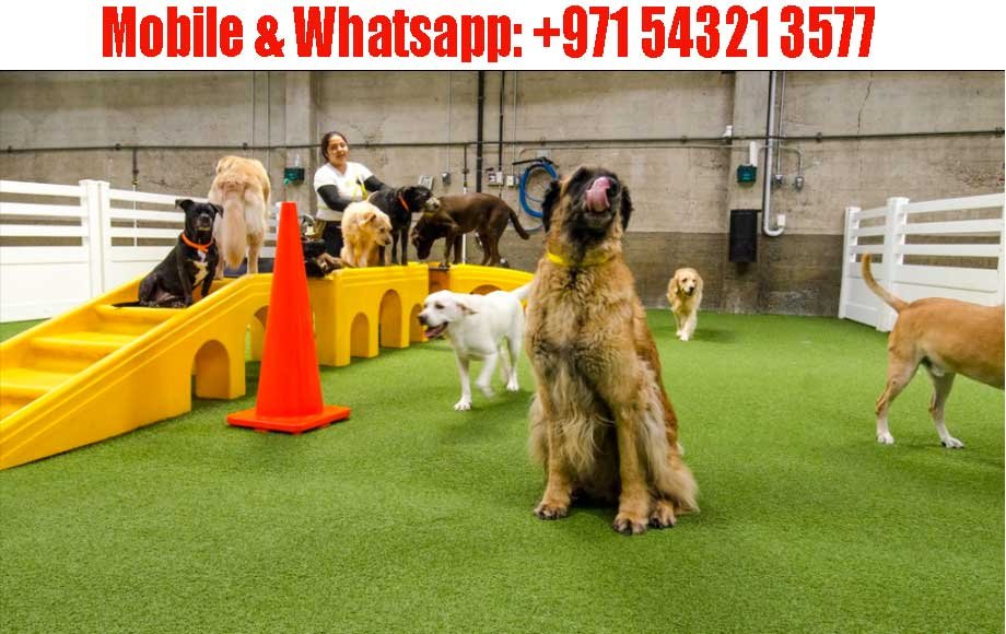 Artificial Grass for Pets